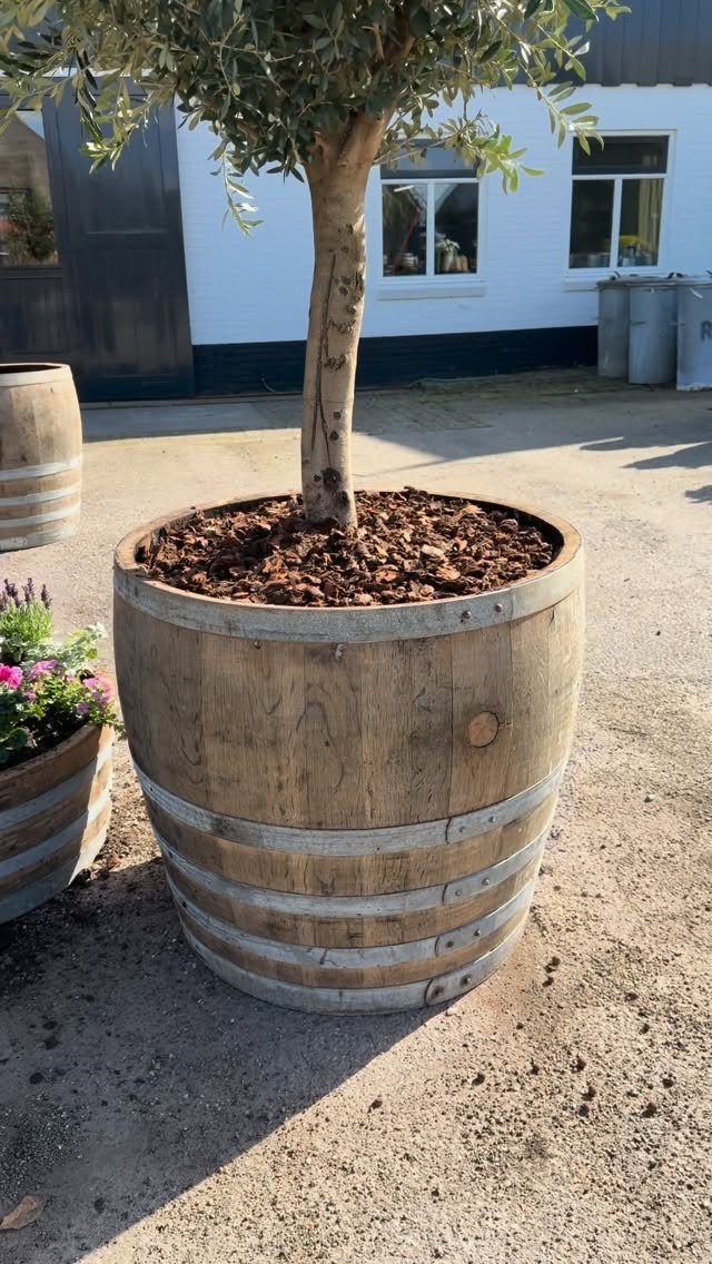 20 Plant Pot Ideas for Outdoor Spaces That Actually Work 2 A wooden barrel planter holding a small olive tree on a gravel ground.
