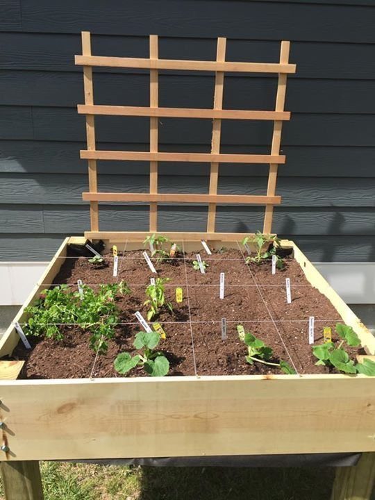 Raised Garden Beds for Small Spaces: 10 Ideas That Fit 5 Wooden raised garden bed with small green plants and a tall trellis against a grey wall.