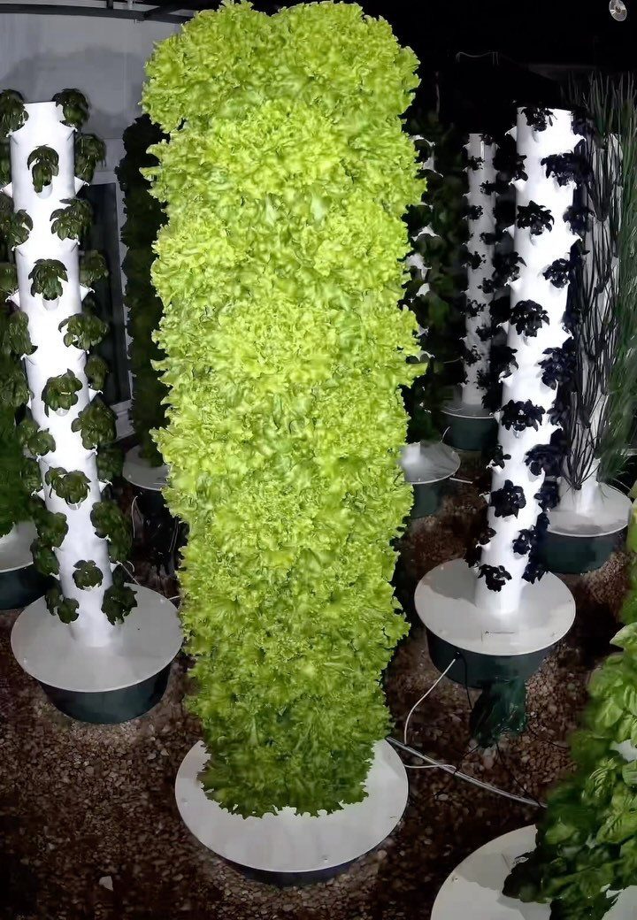 Raised Garden Beds for Small Spaces: 10 Ideas That Fit 3 Tall white vertical gardening towers densely covered in lush green leafy plants and lettuce.