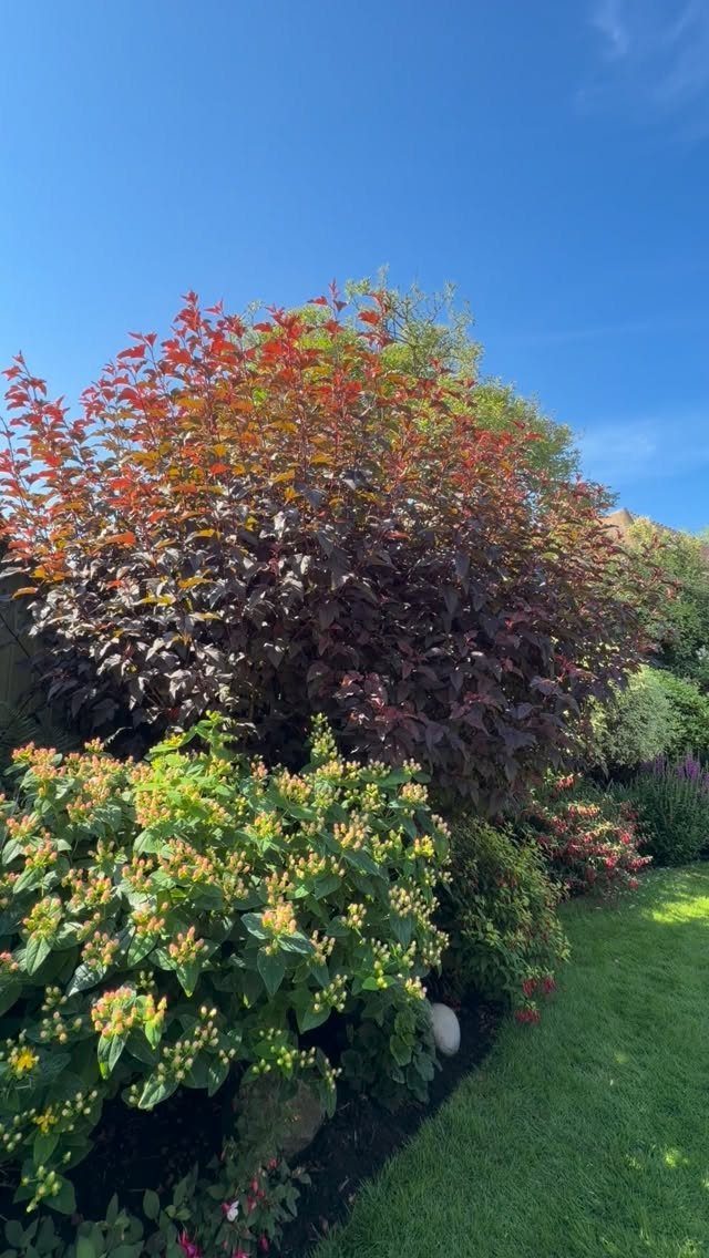 Shrub and Trees Landscaping: 6 Practical Layout Ideas 3 Large reddish and green shrubs growing in a lush, sunlit garden next to a green lawn.