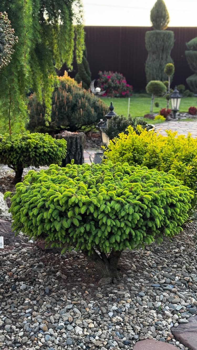 Shrub and Trees Landscaping: 6 Practical Layout Ideas 4 A small, rounded green shrub grows in a garden bed covered with grey pebbles.