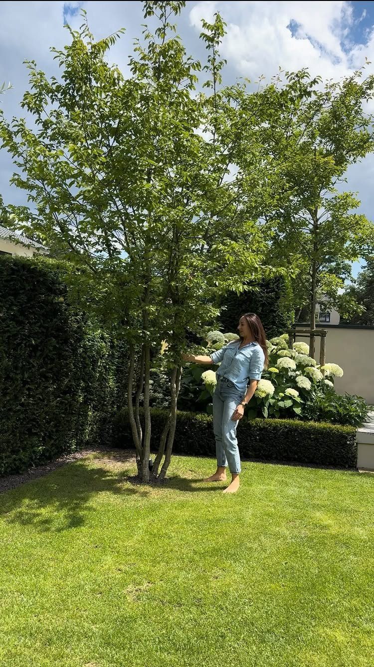 Shrub and Trees Landscaping: 6 Practical Layout Ideas 5 Tall green deciduous trees standing in a manicured lawn next to a woman.