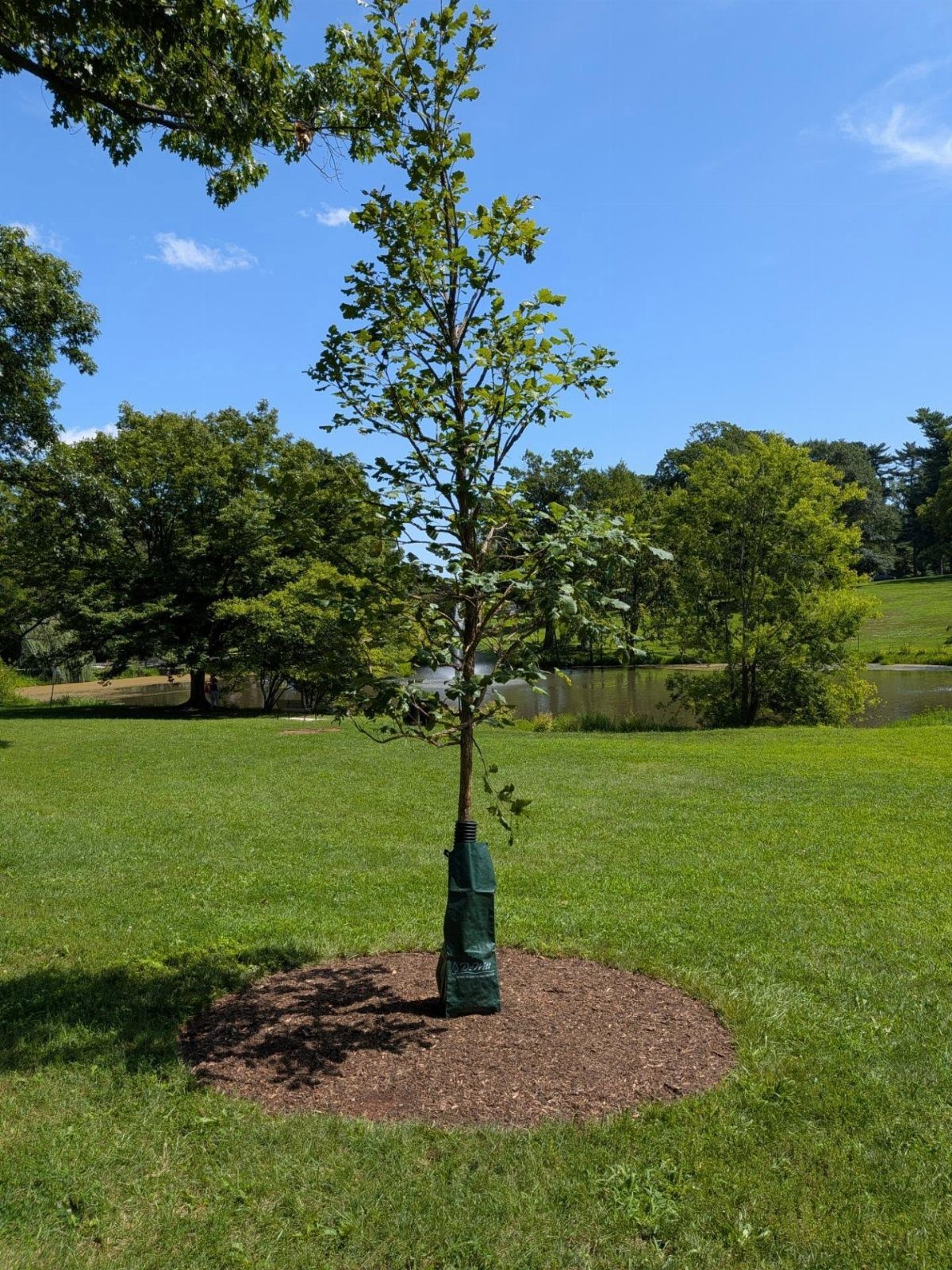 Shrub and Trees Landscaping: 6 Practical Layout Ideas 1 A young tree with a circular mulch ring at its base in a green lawn.