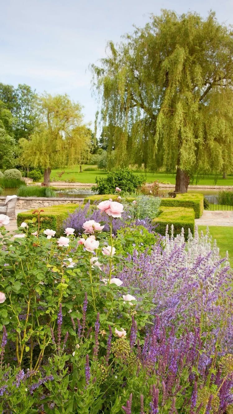 Shrub and Trees Landscaping: 6 Practical Layout Ideas 6 Pink roses and purple lavender flowers blooming in a manicured garden with willow trees.