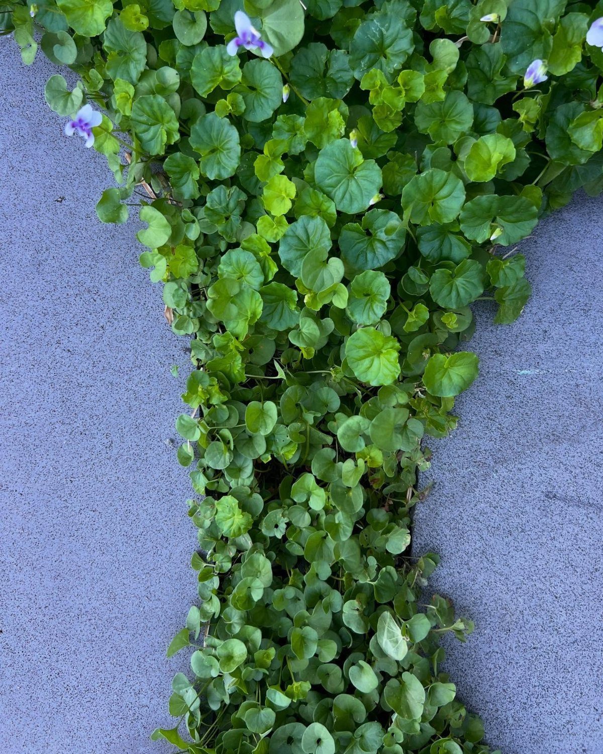 12 Small Backyard Design Ideas for Outdoor Living 3 Green ground cover plants with small purple flowers growing in a concrete gap.