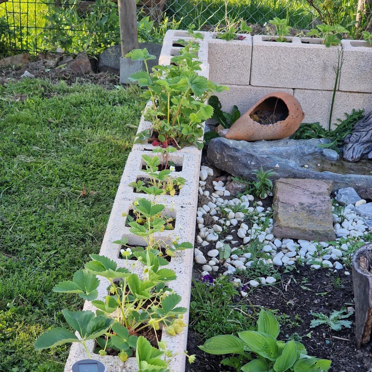 11 Strawberry Garden Bed Ideas for Small Yards & Tight Budgets 9 Strawberry plants growing in a long cinder block garden bed situated on a green lawn.