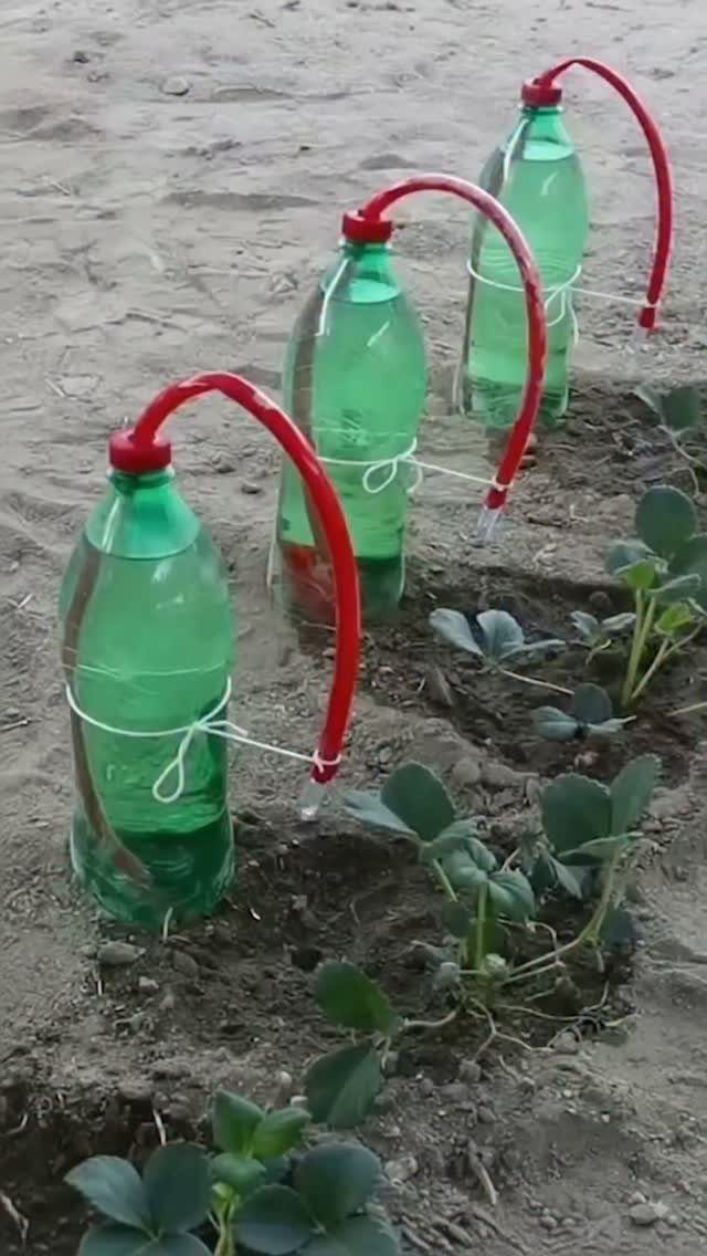 11 Strawberry Garden Bed Ideas for Small Yards & Tight Budgets 1 Three green plastic bottles used as a DIY drip irrigation system for strawberry plants.