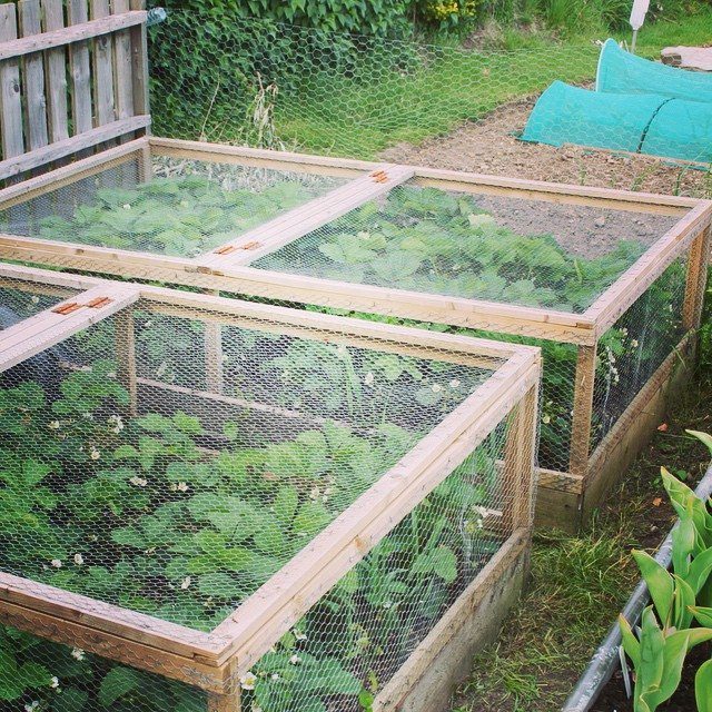 11 Strawberry Garden Bed Ideas for Small Yards & Tight Budgets 6 Wooden raised garden beds containing green strawberry plants protected by wire mesh netting in a garden.