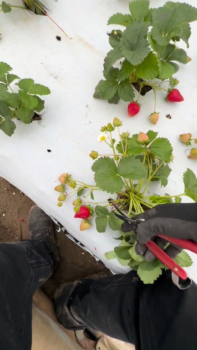 11 Strawberry Garden Bed Ideas for Small Yards & Tight Budgets 10 A person in black gloves uses red shears to prune strawberry plants growing in a white mulched garden bed.