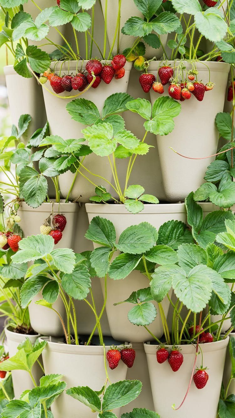 11 Strawberry Garden Bed Ideas for Small Yards & Tight Budgets 5 Strawberry plants with ripe red fruit growing in a vertical stacked planter system.