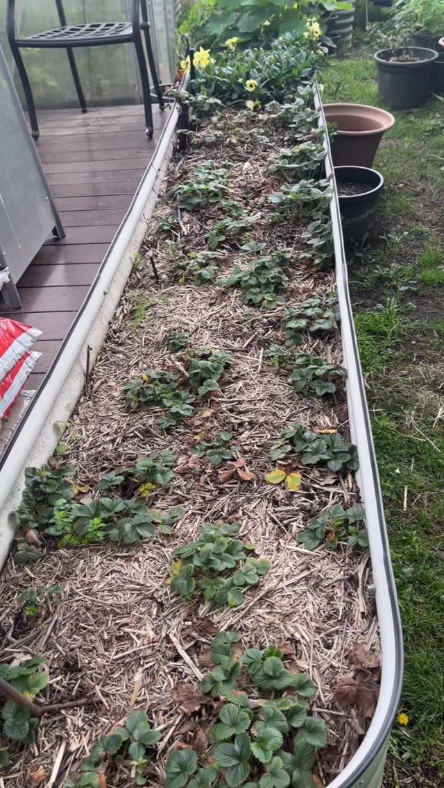 11 Strawberry Garden Bed Ideas for Small Yards & Tight Budgets 7 Small green strawberry plants growing in a long, narrow raised garden bed filled with straw mulch.