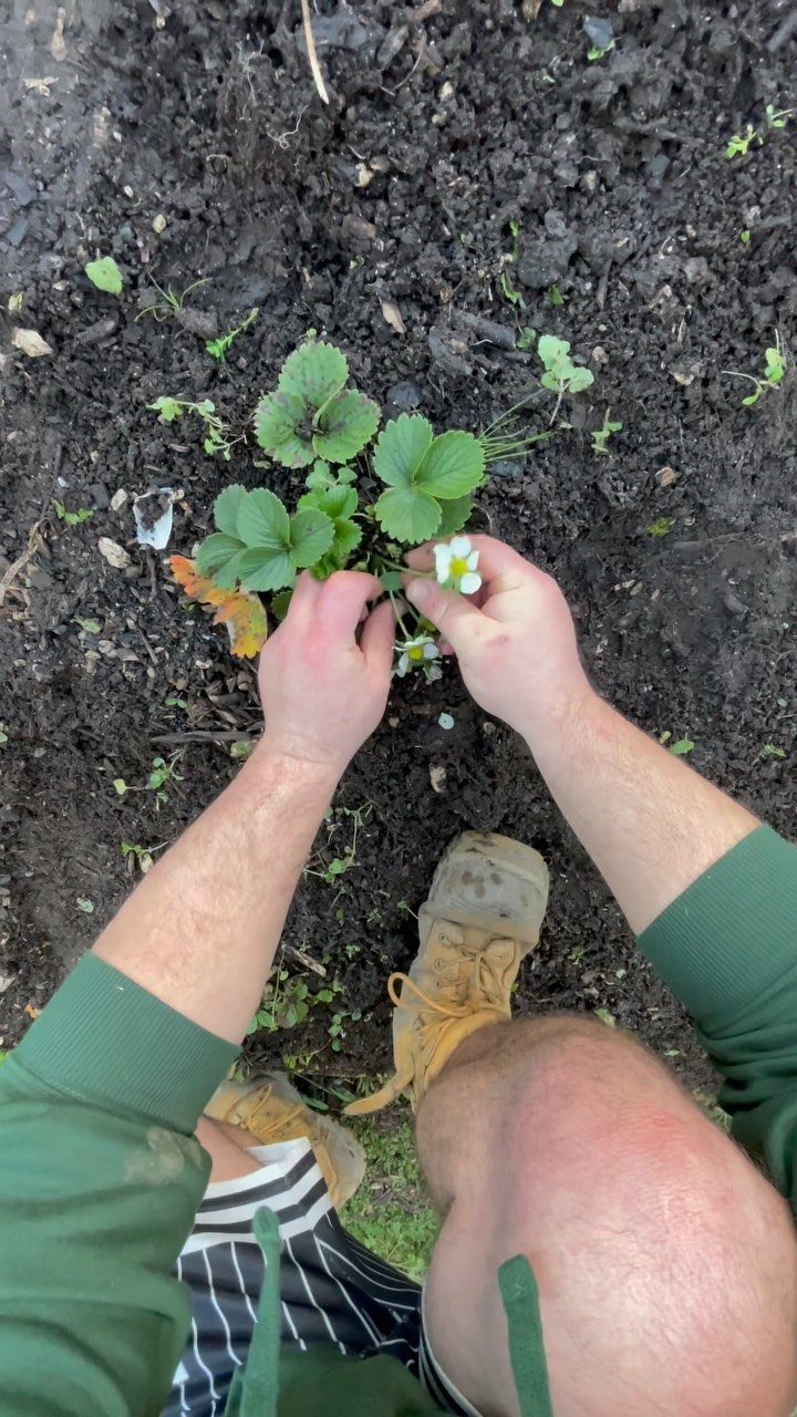 11 Strawberry Garden Bed Ideas for Small Yards & Tight Budgets 2 Hands tending to small strawberry plants with white flowers in dark garden soil.