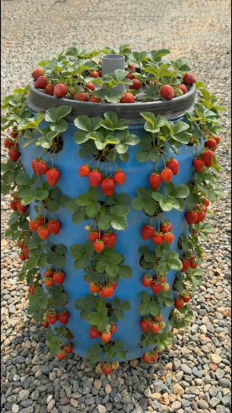 11 Strawberry Garden Bed Ideas for Small Yards & Tight Budgets 8 A blue barrel planter filled with green strawberry plants and many ripe red strawberries growing downwards.