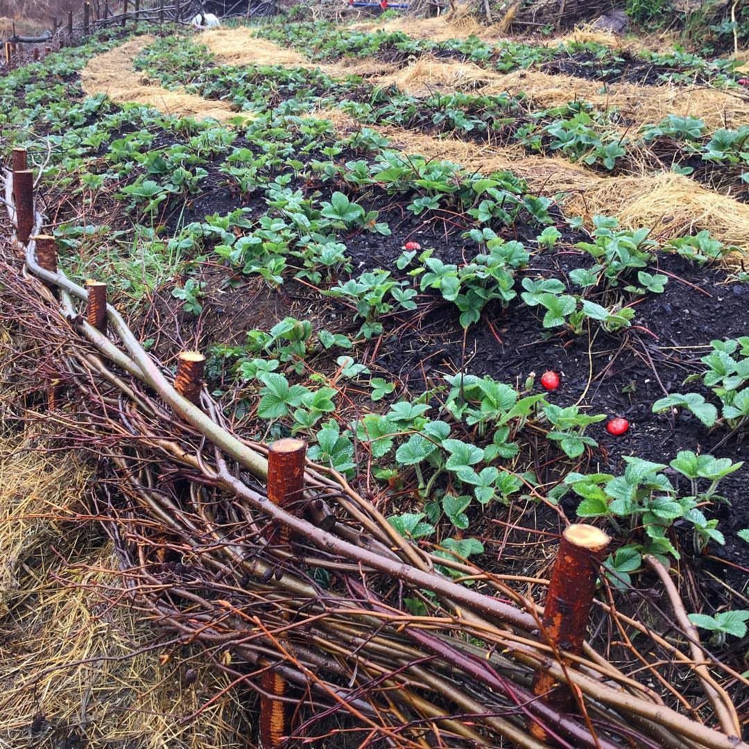 11 Strawberry Garden Bed Ideas for Small Yards & Tight Budgets 4 Strawberry plants with ripe red fruit growing in a garden bed with a branch fence.