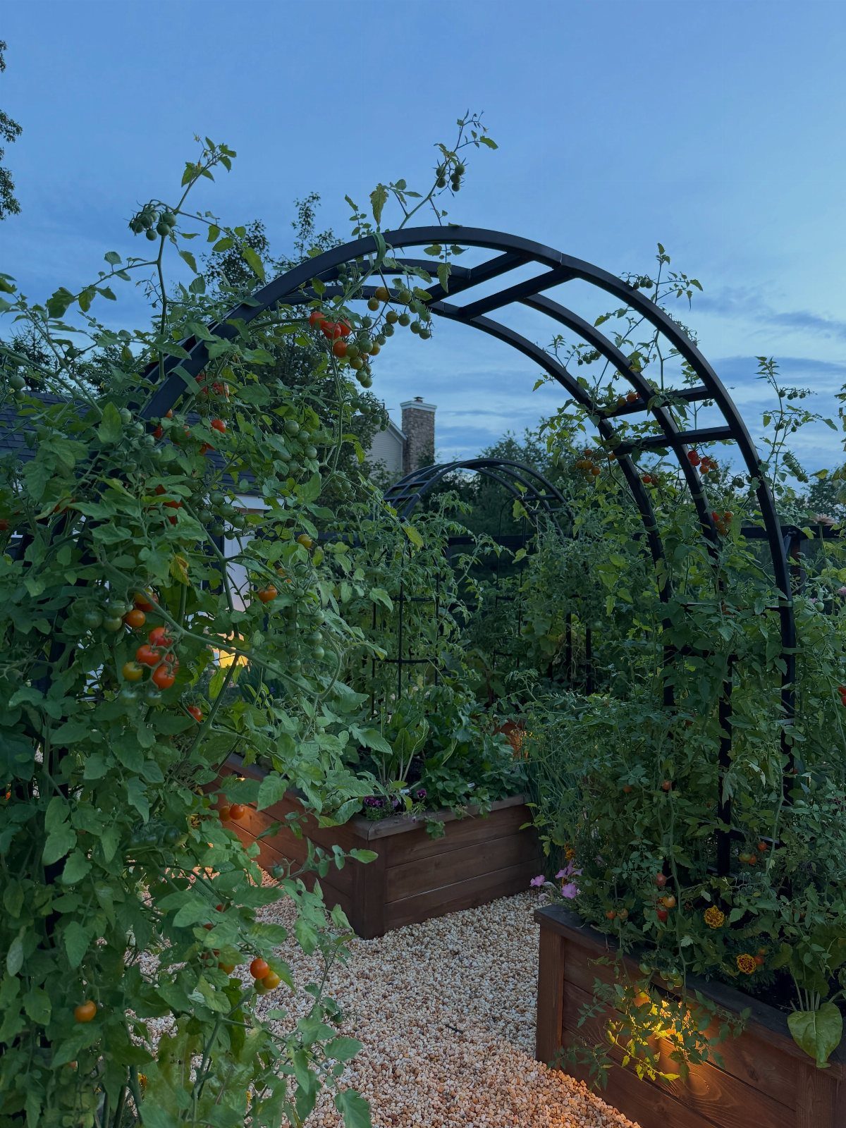 7 Vegetable Garden Ideas for Small Spaces and Big Harvests 6 Tomato plants climbing black metal arches in a garden with wooden raised beds.