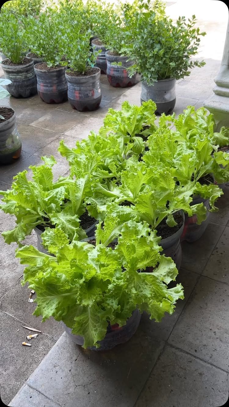 7 Vegetable Garden Ideas for Small Spaces and Big Harvests 1 Green lettuce plants growing in dark plastic containers on a stone patio.